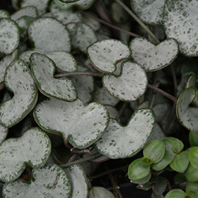 Succulent and Cactus Photo