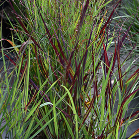 Ornamental Grass Photo